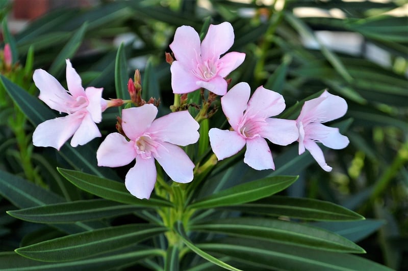Botanical Creations