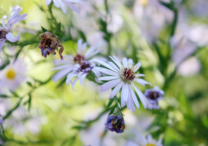 Floral Impressions