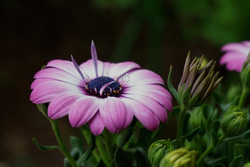 Botanical Elegance