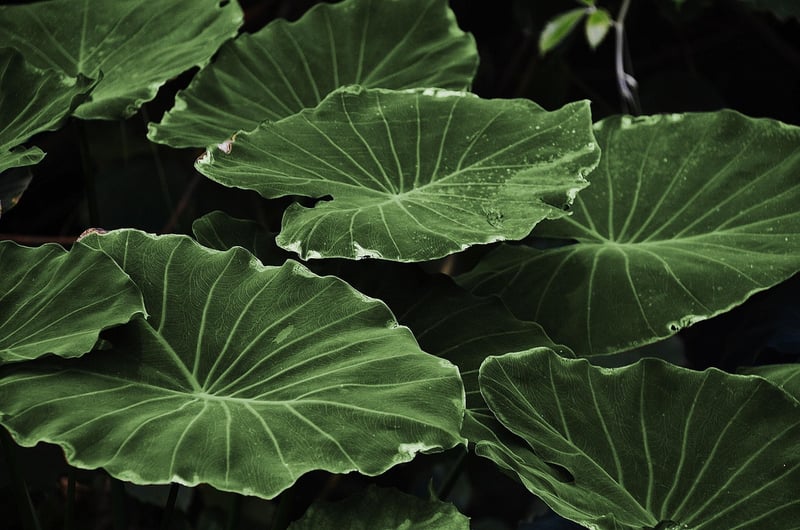 Botanical Art